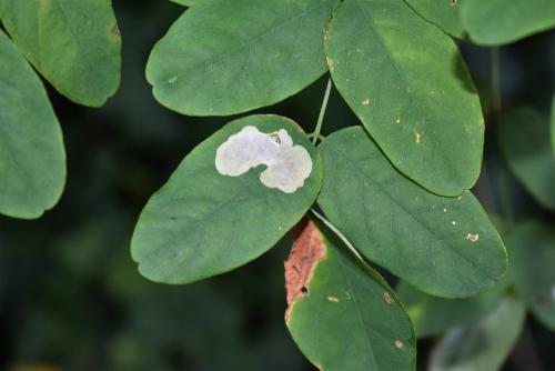 Réf. 365 162 : Chrysaster ostensackenella